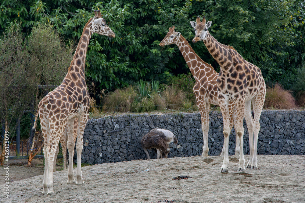 Obraz premium Three Giraffes observing an Ostrich.