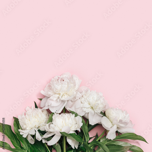 Bouquet of white peony flowers on pink background with copyspace. Summer blossoming delicate peony, seasonal floral design