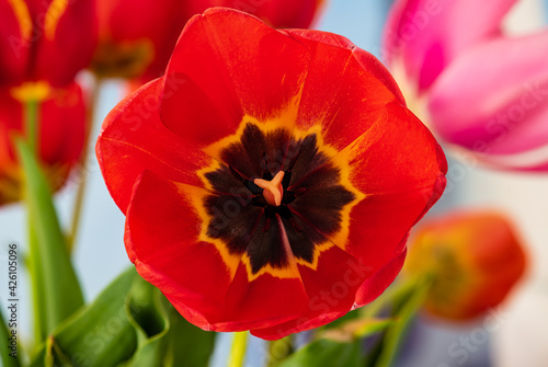 red tulip  closeup