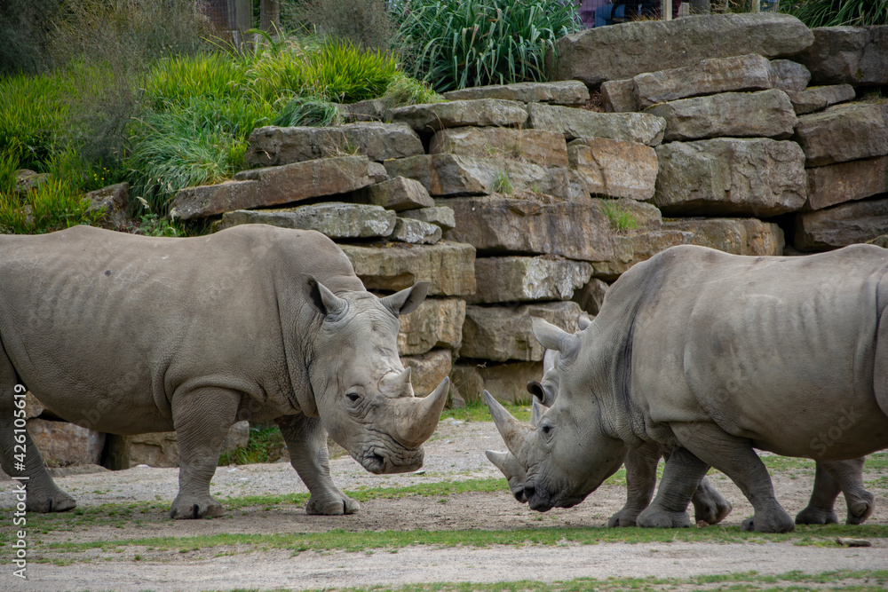 Naklejka premium A Southern White Rhinoceros facing her Calf.