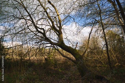 Baum ohne Blätter