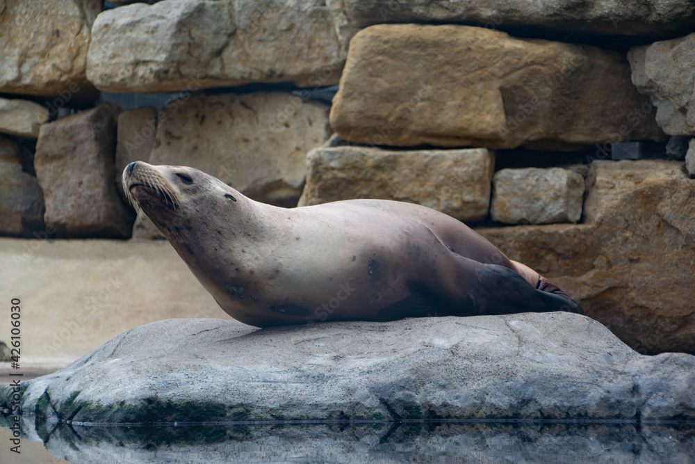 Fototapeta premium A California Sea Lion resting on a rock.