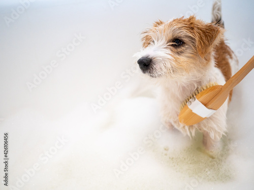Cleaning Jack Russell Terrier in the bathroom with a brush