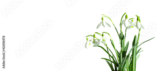 bouquet of snowdrops isolated on white background with copy space