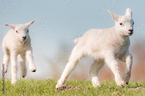 Newborn lambs play with each other in the meadow