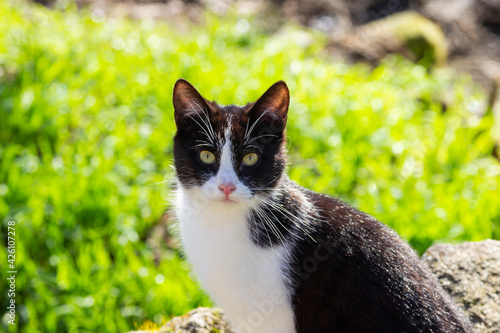 Handsome stray cat walks through a park looking at the camera.