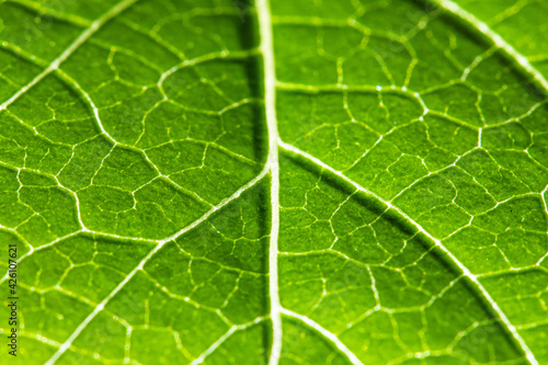 Green Leaf Texture Macro