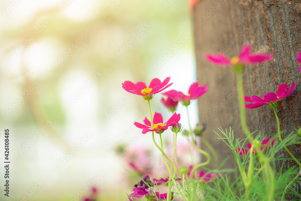 Beautiful cosmos flowers blooming in the garden beside with the tree . Pink cosmos spring flowers on a garden background. Beautiful cosmos flowers blooming in the garden beside with the tree . Pink cosmos spring flowers on a garden background.