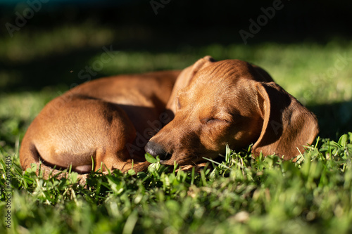 sleeping puppy