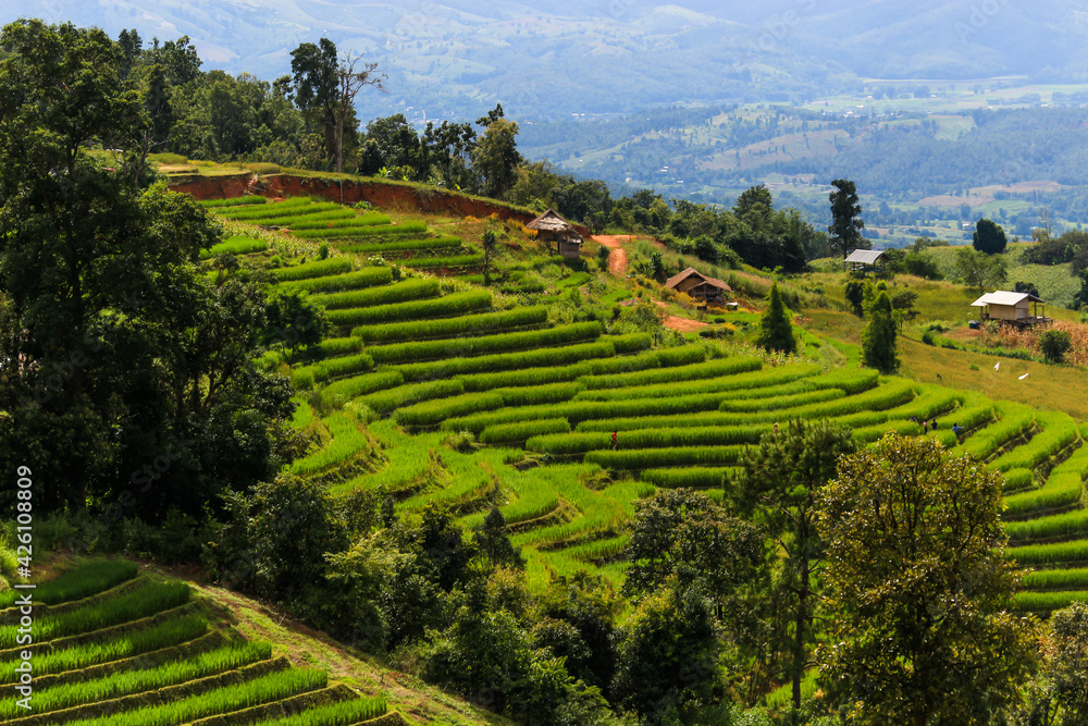Beautiful scenery of green terraced rice fields, hill cultivation at Pa Pong Pieng, Mae Chaem, Chiang Mai, Thailand