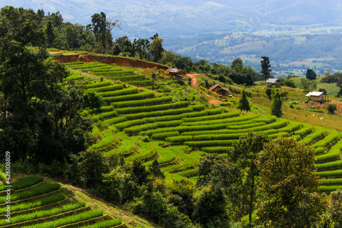 Beautiful scenery of green terraced rice fields, hill cultivation at Pa Pong Pieng, Mae Chaem, Chiang Mai, Thailand