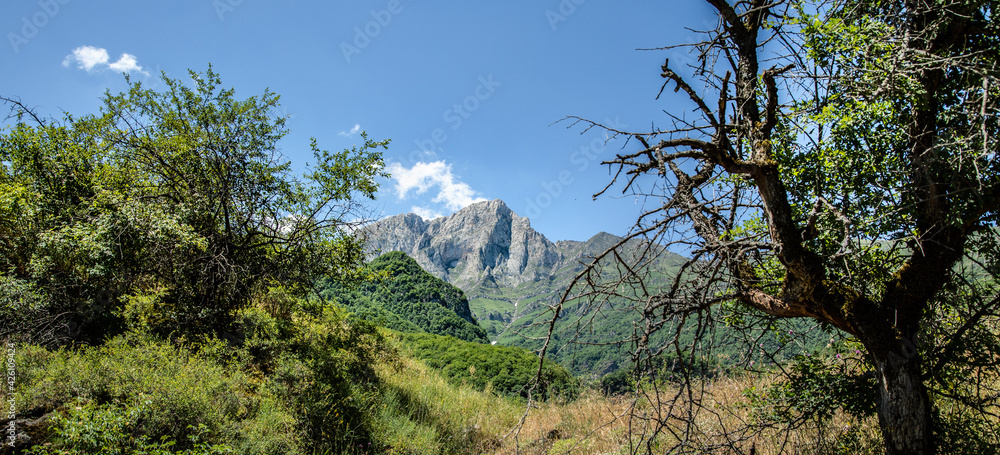 mountains covered with green trees