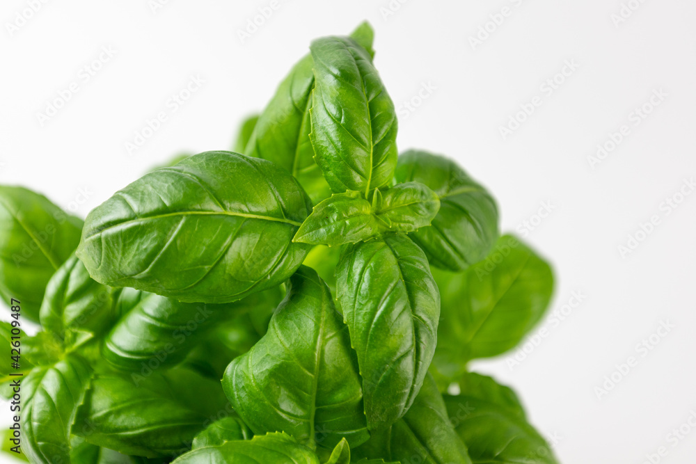 Basil leaves on a white background. Basil leaves on a white background.