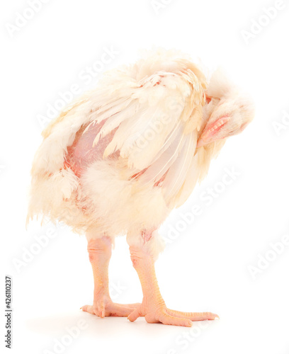 Сhicken or young broiler chickens.