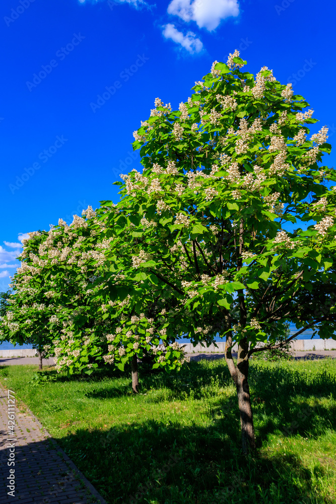 Beautiful blooming catalpa trees in a park
