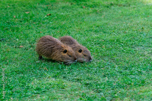Two big nutria.Beaver