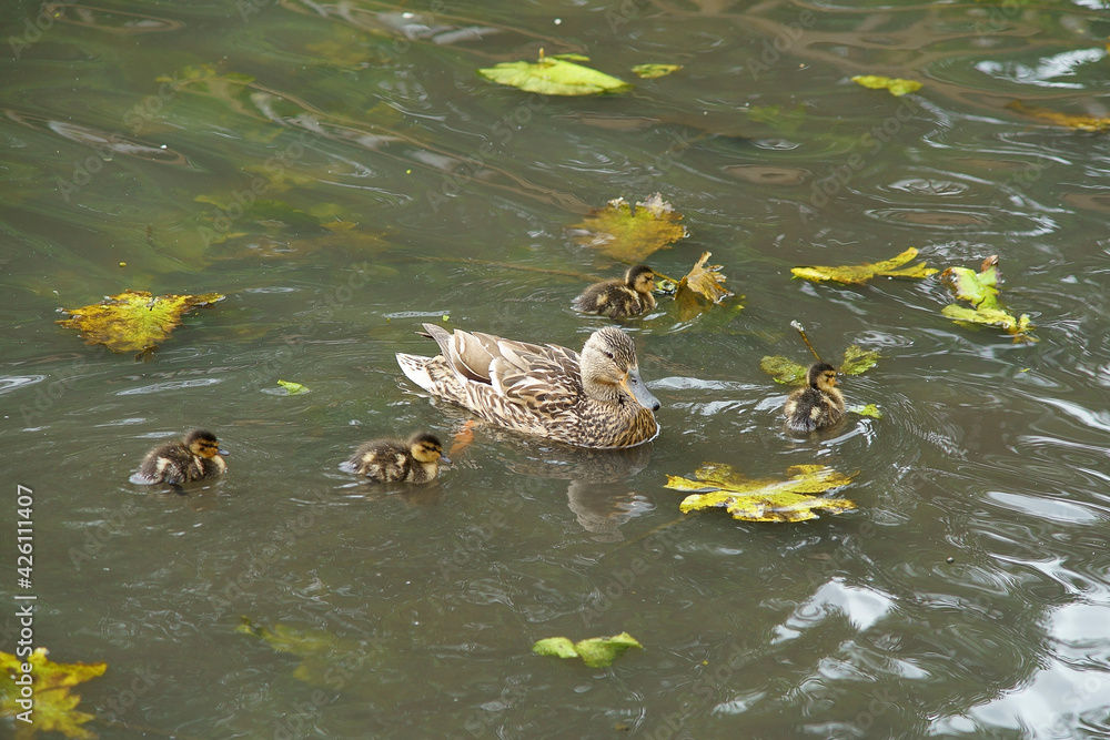 Duck swimming with the ducklings in the lake Duck swimming with the ducklings in the lake