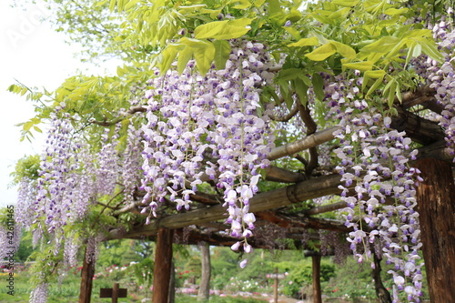福島県の須賀川牡丹園の満開の牡丹