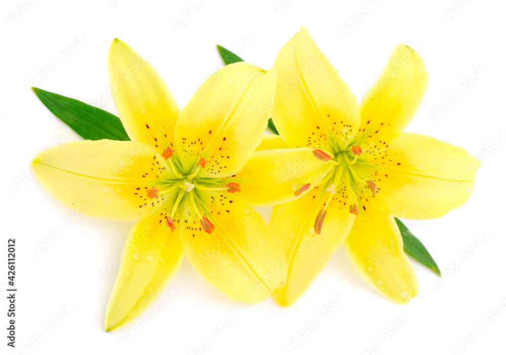 Two yellow lily. Two yellow lily.