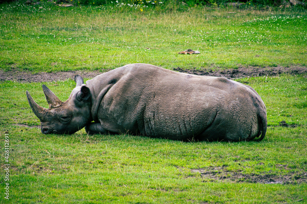 Fototapeta premium rhino in the grass