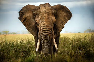 Acrylglasbilder Elefant Zwei Elefanten begegnen sich Serengeti  © a.ghizzi