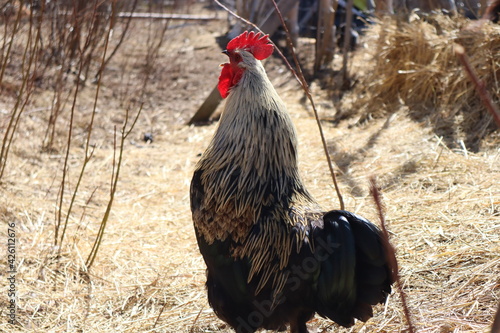 Rooster's Crow photo