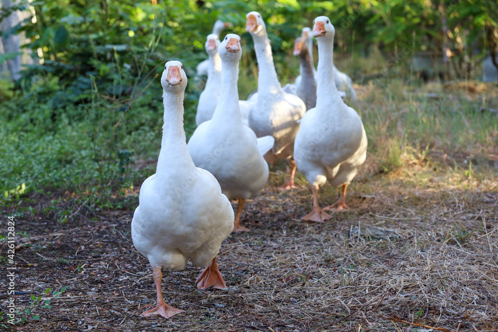 Group white goose is walking in garden Group white goose is walking in garden