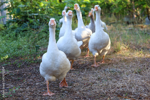 Fototapeta Group white goose is walking in garden