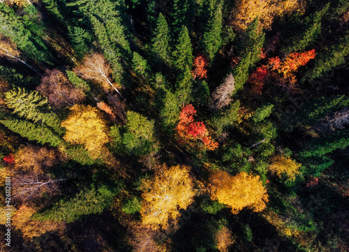 Over the colorful taiga forest in autumn from drone view  Siberia sunny day