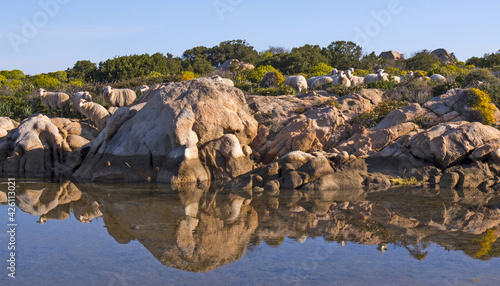 Pecore e rocce riflesse nel mare