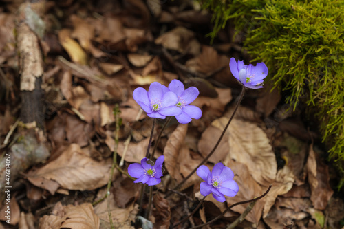 Blühende Leberblümchen (lat.: Hepatica nobilis) auf Laub im Vorfrühling