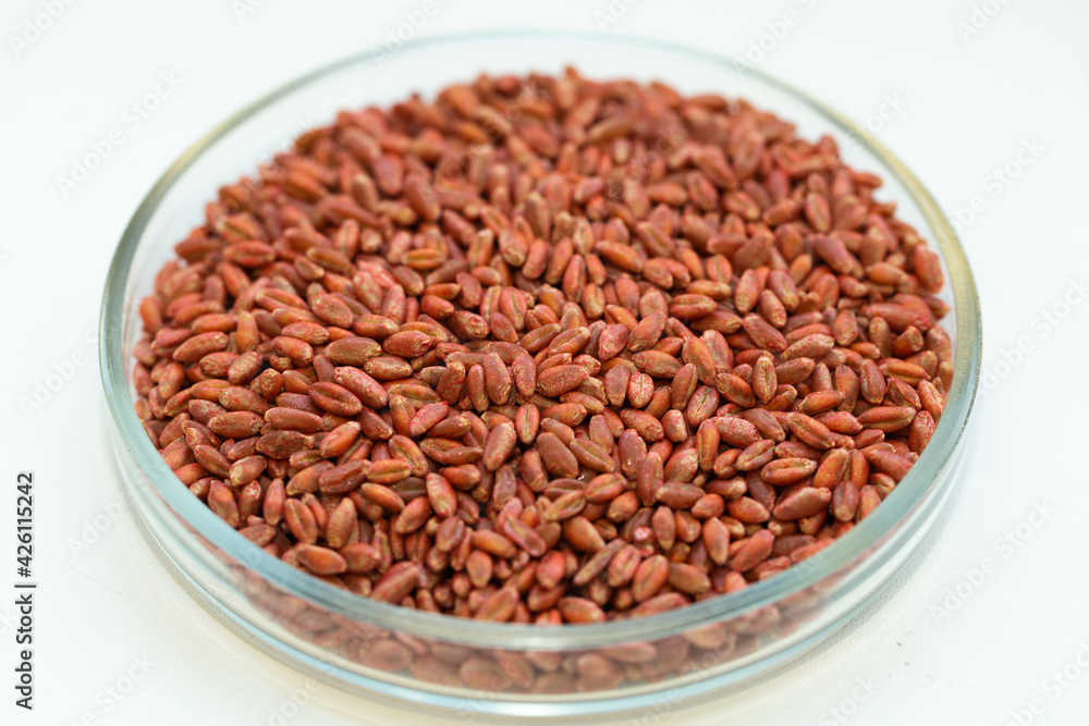Wheat seeds, cereal seeds with red seed dressing or seed treatment Wheat seeds, cereal seeds with red seed dressing or seed treatment