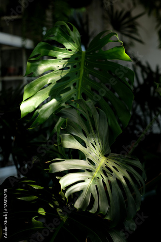 Monstera leaves as the sunlight shines from the roof.
