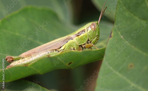 Relaxed Grasshopper (Ognevia Longipennis) on The Leaves