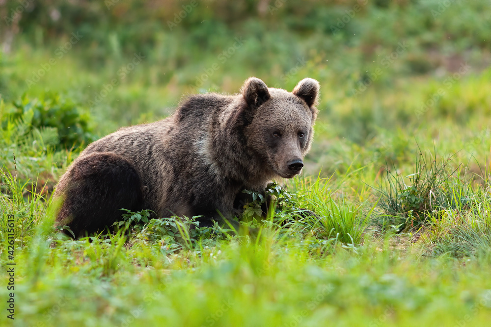 Curious brown bear, ursus arctos, resting on the green meadow in spring
