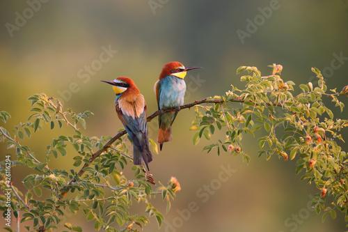 Two european bee-eater sitting on twig in summer morning photo