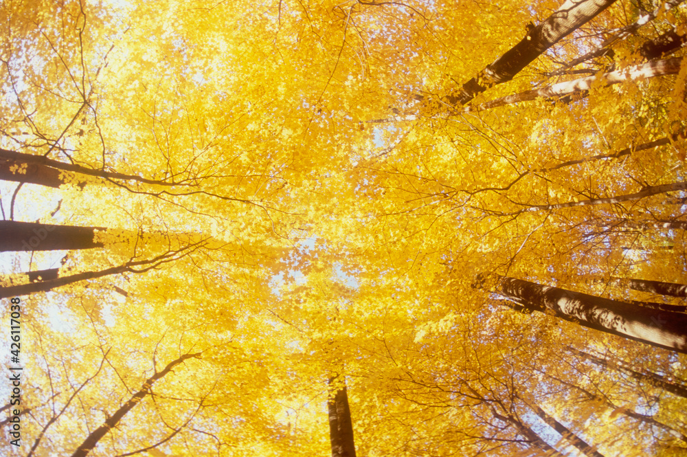 Low angle view of Maple trees in Autumn