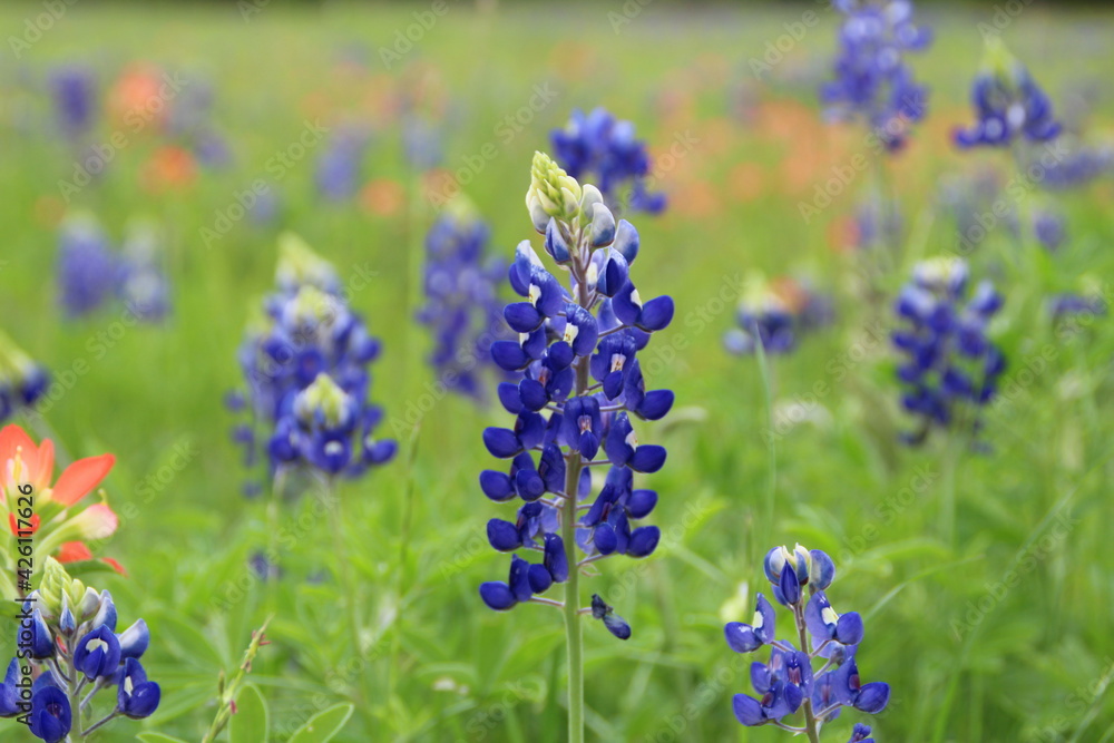 Fototapeta premium Closeup Bluebonnet Cluster.