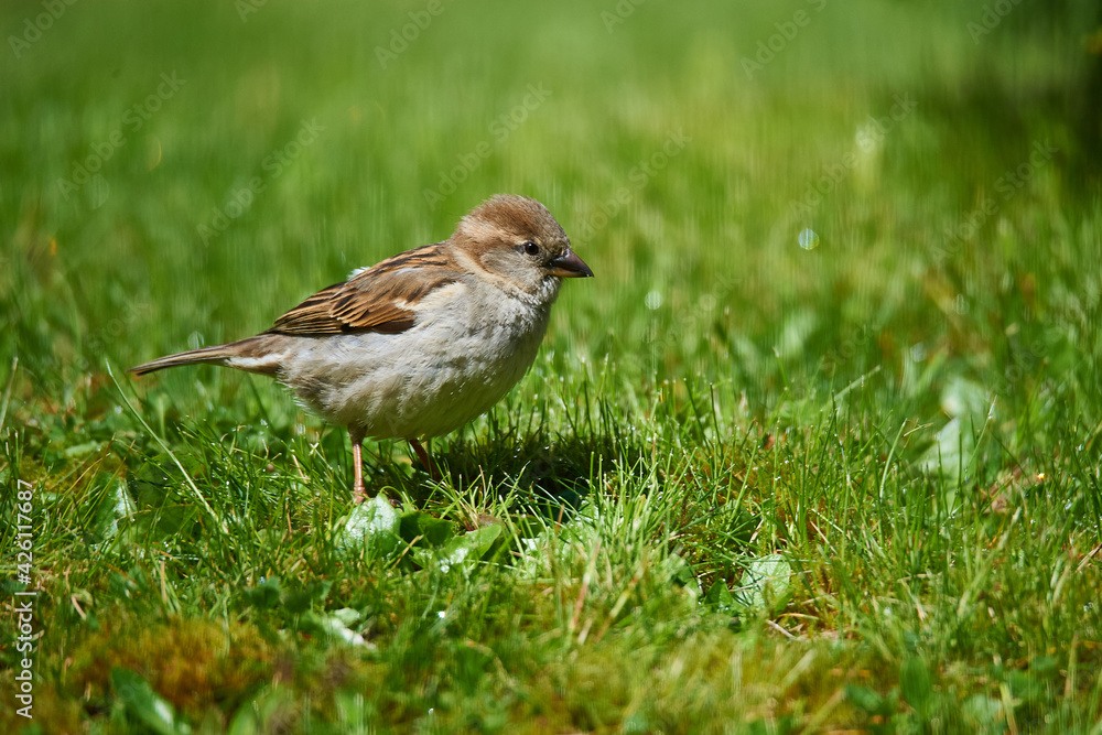 Haussperling bei der Futtersuche Haussperling bei der Futtersuche