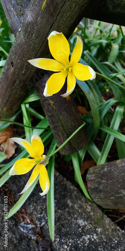 Pair of tulipa tarda flowers,yellow petals,white tips,growing through country fence made of criss-crossed wooden logs.Vertical banner,selective focus.Cottagecore concept,decorative floriculture hobby photo