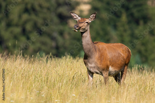 Female red deer chewing grass on meadow in summer nature