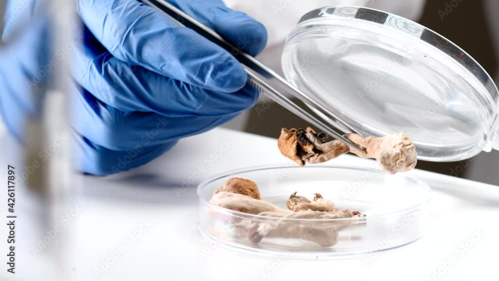 A scientist examining Chaga mushrooms in a laboratory
