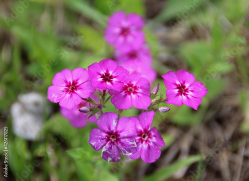 Purple Wildflower Cluster.