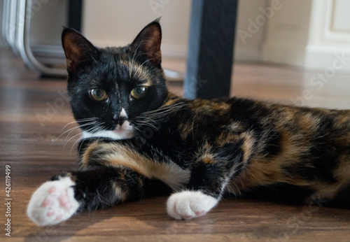 cat