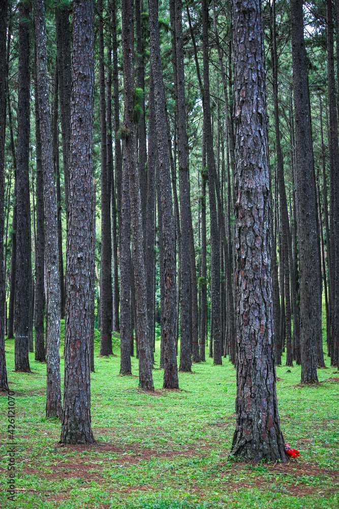 Obraz premium Silvicultural research station or Bo Kaeo Pine Park, evergreen wooded pine tree forest in sunny day light, the beautiful famous garden in Chiang Mai, Thailand.