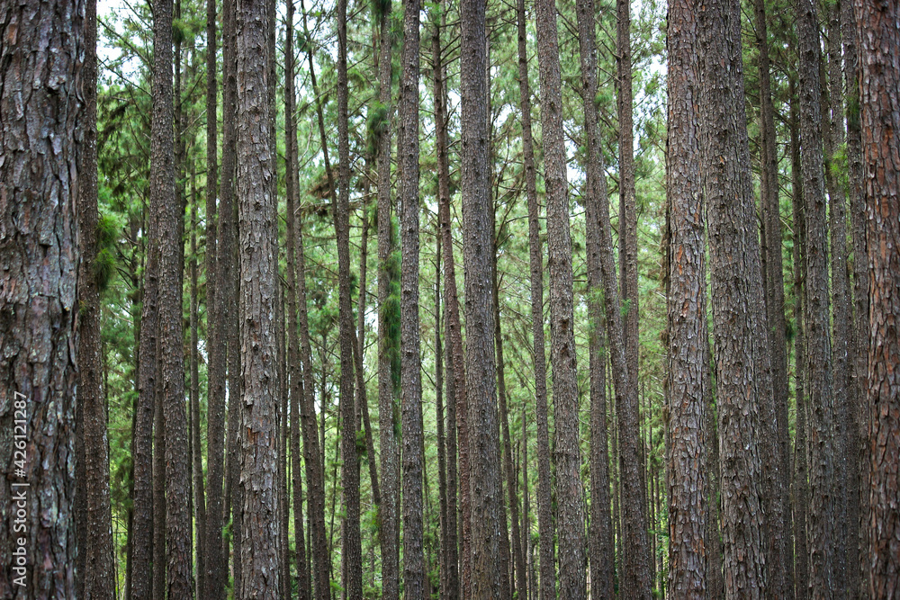 Obraz premium Silvicultural research station or Bo Kaeo Pine Park, evergreen wooded pine tree forest in sunny day light, the beautiful famous garden in Chiang Mai, Thailand.