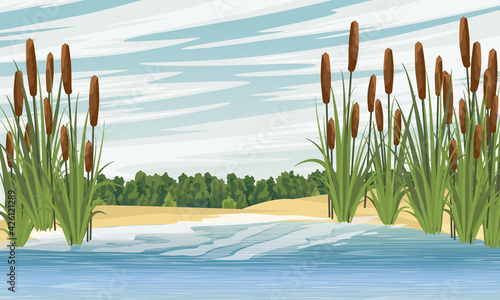 Lake shore with reeds. Sandy shore of the pond. Green dense forest on the horizon. Countryside. Vector realistic landscape.