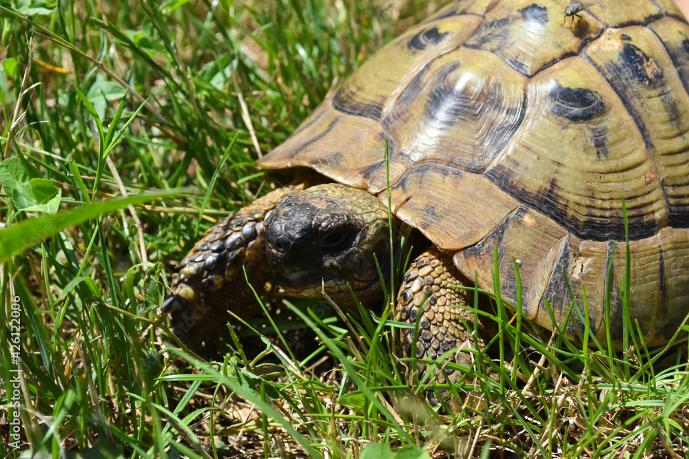 Close up shot of forest turtle. Hermann's tortoise (Testudo hermanni) on the country road Close up shot of forest turtle. Hermann's tortoise (Testudo hermanni) on the country road