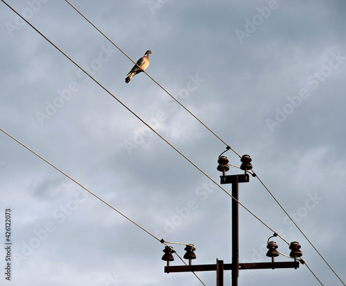 The concept of electrical cable Pigeon. Wild pigeons against the blue sky. photo
