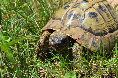 Close up shot of forest turtle. Hermann's tortoise (Testudo hermanni) on the country road